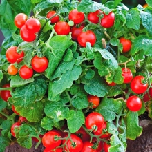 Томат Кроха красный F1