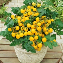 Томат Кроха золотой F1