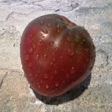 Томат Кубышка изумрудная