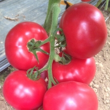 Томат Лакомка (Северные овощи)