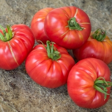 Томат Генерал Грант Ламберт (Lambert`s General Grant)