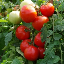 Томат Любаша F1