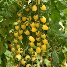 Томат Лунный фонтан F1