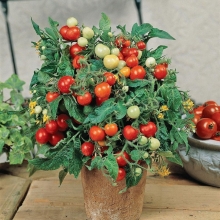 Томат Маленький Принц Алый F1