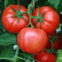 Томат Мамонтенок