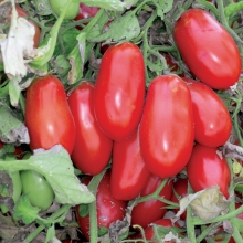 Томат Массаро F1