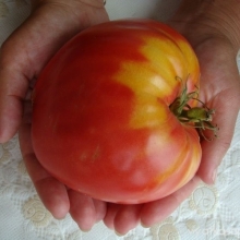 Томат Минусинский крупноплодный (большой пакет)