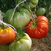 Томат Минусинский Гигант Красный (большой пакет)