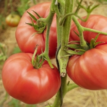 Томат Минусинский Гигант Розовый (большой пакет)