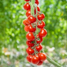 Томат Мопс F1 (Профессиональная линия)