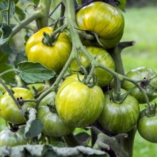 Томат Мускусная зебра