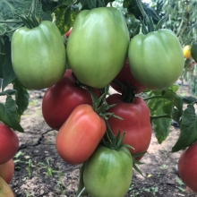 Томат Настенька