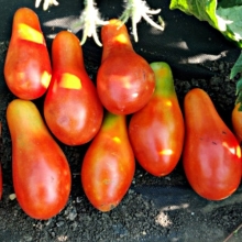 Томат Наварский Карлик
