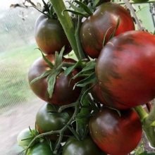 Томат Негритенок