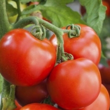 Томат Непас-12 Непасынкующийся крупный