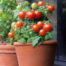 Томат Огонёк (для комнат и балконов)