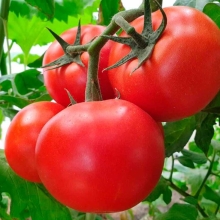 Томат Остоженка F1 (Профессиональная серия)