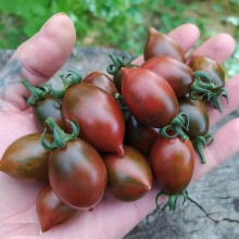 Томат Печеньки