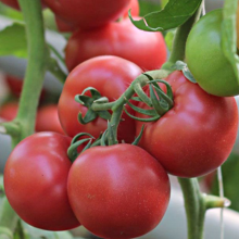 Томат Пинк Шайн F1 (Enza Zaden)