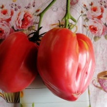 Томат Рабочий выпуск пасты (Work Release Paste)