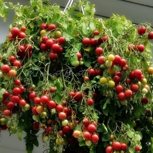 Томат Тамблинг Том Ред F1 ампельный (Огород на балконе)