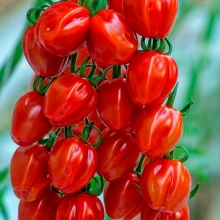 Томат Редетто F1