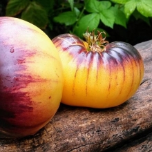 Томат Сарт Роллойз (Sart Roloise)