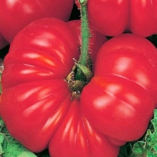 Томат Розамарин фунтовый