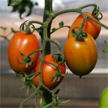 Томат Русская империя F1