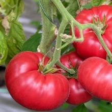 Томат Саммар F1 (Sammar F1)