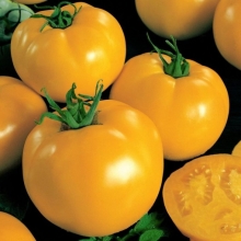 Томат Санька золотой