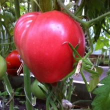 Томат Сердце Анны-Марии (Anna Maria's Heart) (большой пакет)