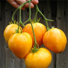 Томат Сердце Ашхабада (большой пакет)