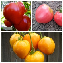 Томат Бычье сердце смесь