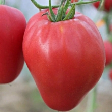 Томат Сердце великана малиновое