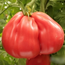 Томат Чалма Агры