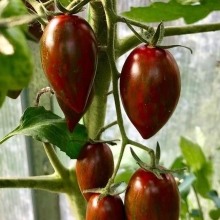 Томат Шоколадные пальчики F1 (черри)