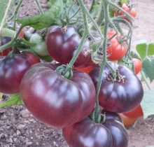 Томат Синий (большой пакет)