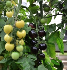 Томат Чернично-сливочный (смесь) F1