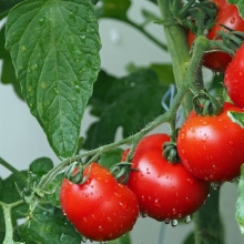 Томат Снежный Барс