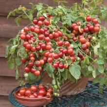 Томат Черешенка (балконный)