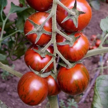 Томат Тигренок F1