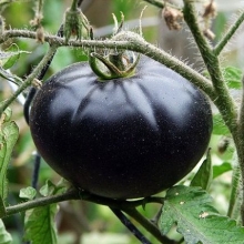 Томат Трубочист