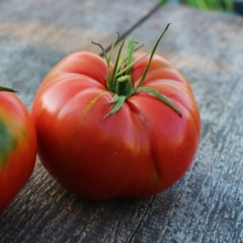 Томат Чёрч (Сhurch)