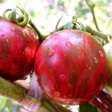 Томат Цзы - Ю (Tzi Bi U)