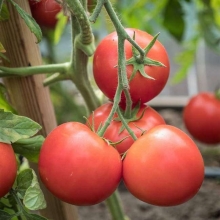 Томат Верочка F1