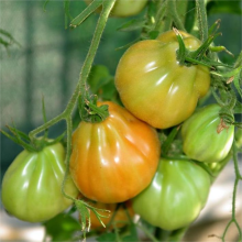 Томат Японский трюфель золотой