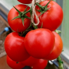 Томат Зета F1