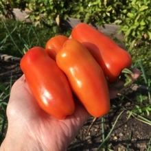 Томат Жигало (большой пакет)