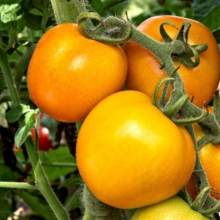 Томат Златова